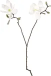 Shishi Magnolie s dvěma květy 74 cm bílá