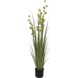 EuroPalms Allium tráva 122 cm