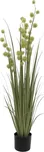 EuroPalms Allium tráva 122 cm