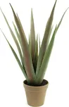 EuroPalms Aloe-Vera 60 cm