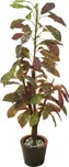 Europalms Croton mit Cocosstamm 180 cm