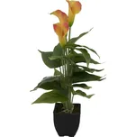 Europalms Mini kala 43 cm