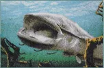 Delphin 3D sumec pod hladinou 60 × 40 cm