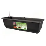 Nohel Garden Torenie 50 cm