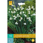 JUB Holland Leucojum Aestivum bledule…