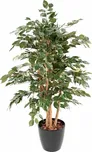 Vert Espace Ficus Benjamina ECO 150 cm