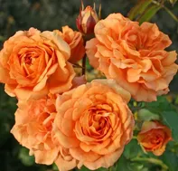 Kordes Roses Pálava půdopokryvná růže 2 l