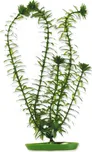 Rostlina Anacharis 13 cm