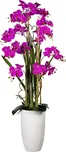 Gasper Phalaenopsis orchidej 160 cm…