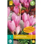 JUB Holland Ocún Colchicum Giant 1 ks