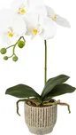 Gasper Orchidej v keramickém květináči…