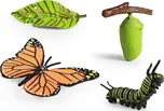 Rappa Motýl a jeho růstový vývoj
