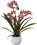 Gasper Gambia orchidej v květináči 50 cm