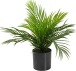 Areca palma v květináči 46 cm zelená