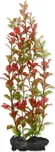 Rostlina Red Ludwigia 30 cm