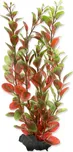 Rostlina Red Ludwigia 23 cm 1 ks