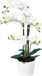Vert Espace Orchidej bílá 70 cm