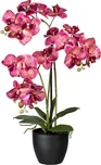 Gasper Phalaenopsis orchidej v…