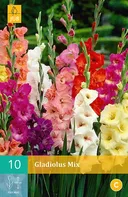 JUB Holland Large Flowering Mix mečík 10 cibulí