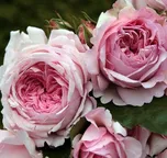 Kordes Roses Alexandra Princesse de…