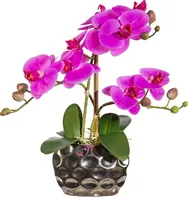 Gasper Orchidej v květináči 30 cm fialová