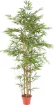 Vert Espace Bambus 165 cm