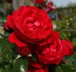Kordes Roses Florentina pnoucí růže 2 l