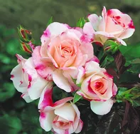 Kordes Roses Rosenstadt Freising keřová růže 2 l