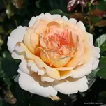 Kordes Roses Parfuma Grossherzogin…