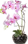 Gasper Orchidej v oválné váze 55 cm…