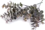 Stoklasa Umělý eukalyptus 21 cm 7 ks…