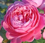 Kordes Roses Flora Olomouc keřová růže…