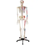 Tectake Anatomický model lidská kostra…