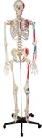 Tectake Anatomický model lidská kostra…