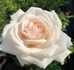 Kordes Roses Parfuma Gräfin Elke Zu…