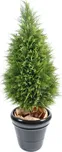 Vert Espace Juniperus cypříš 160 cm