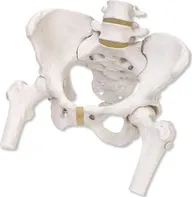 3B Scientific kostra ženské pánve s pohyblivými hlavičkami stehenních kostí