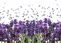 Weblux Fresh Lavender Flowers On White 100 x 73 cm