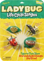 Insect Lore Životní cyklus Beruška