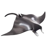 Mojo Fun Rejnok manta