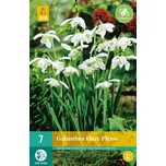 Vilmorin Flore Pleno sněženka plnokvětá…
