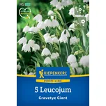 Kiepenkerl Bledule letní 5 ks