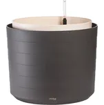 Plastia Berberis 1707774629 46 cm…