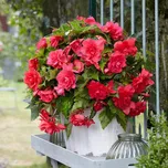 Begonie růžová Begonia Pendula Maxima 2…