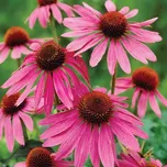 Třapatkovka nachová Echinacea Purpurea…