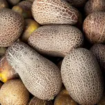 Himálajská okurka Cucumis Sativus…