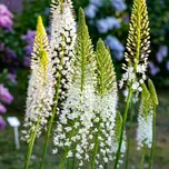 Liliochvostec White Beauty Favourite…