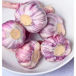 Sadbový česnek Germidour Purple ozimý…
