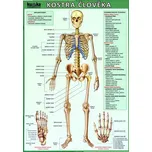 Kostra člověka A4 - Kupka…