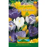 Nohel Garden Šafrán/krokus zahradní…